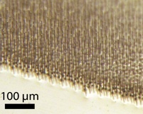 Caltech Researchers Create Highly Absorbing, Flexible Solar Cells image