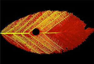 Why Leaves Aren't Trees image