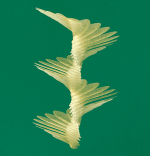 image credit: D. Lentink, Wageningen University; <a href="http://media.caltech.edu/press_releases/13265" target="_blank">image source</a>; <a href="http://www.compadre.org/informal/images/features/spin-seed-large-10-16-09.gif" target="_blank">larger image</a>
